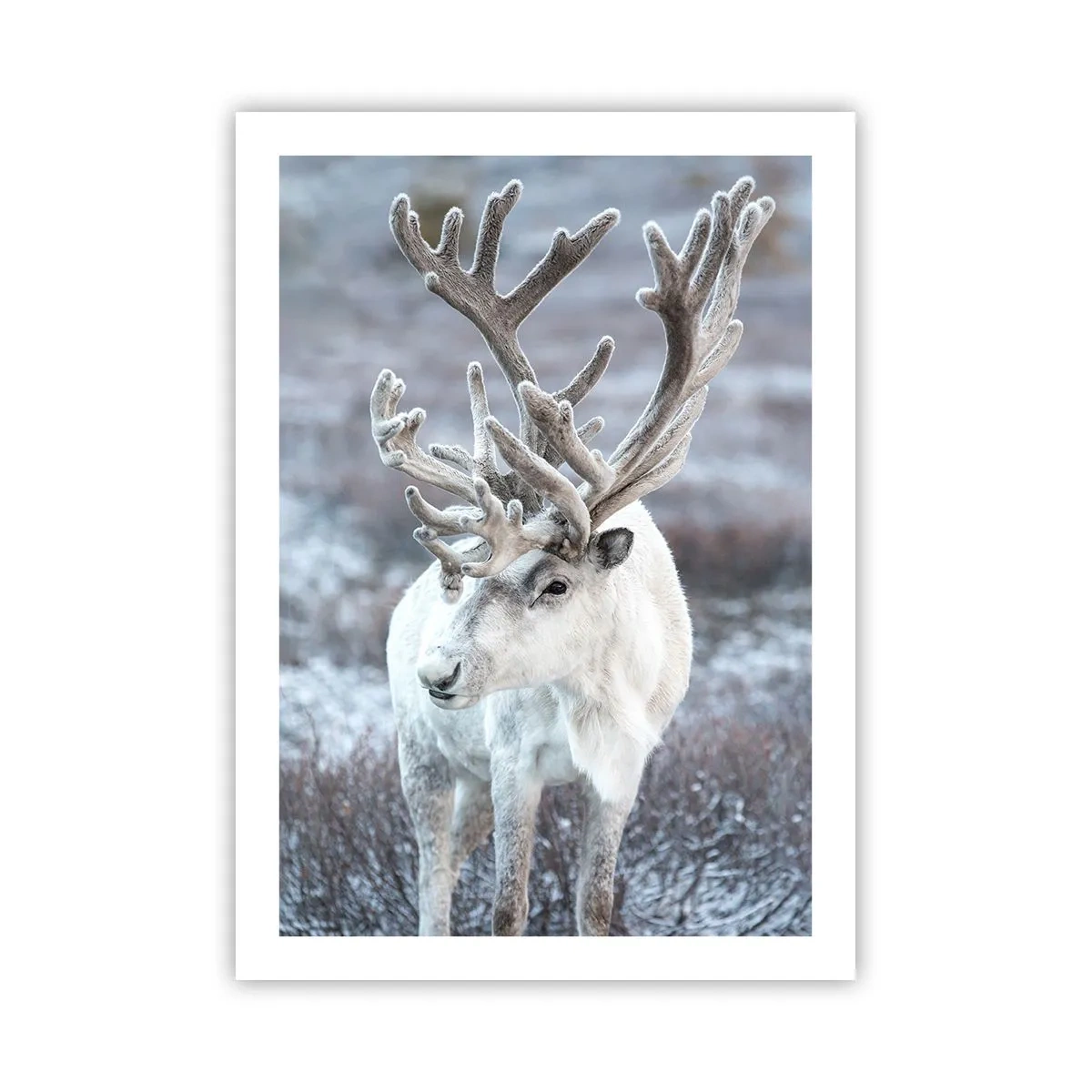 Póster - Reno blanco en un paisaje invernal - 50x70cm - Retrato al sol - Decoración de pared moderna para salón y dormitorio ARTTOR