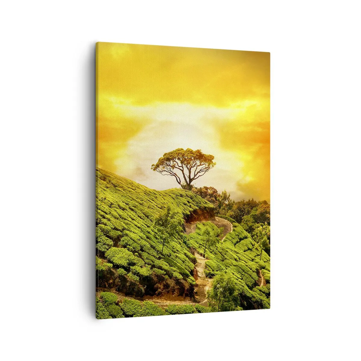 Cuadro sobre lienzo - Impresión de Imagen - Colinas verdes de plantaciones de té al atardecer - 50x70cm - Por un camino sinuoso, por una verde pendiente - Decoración de pared moderna para salón y dormitorio ARTTOR