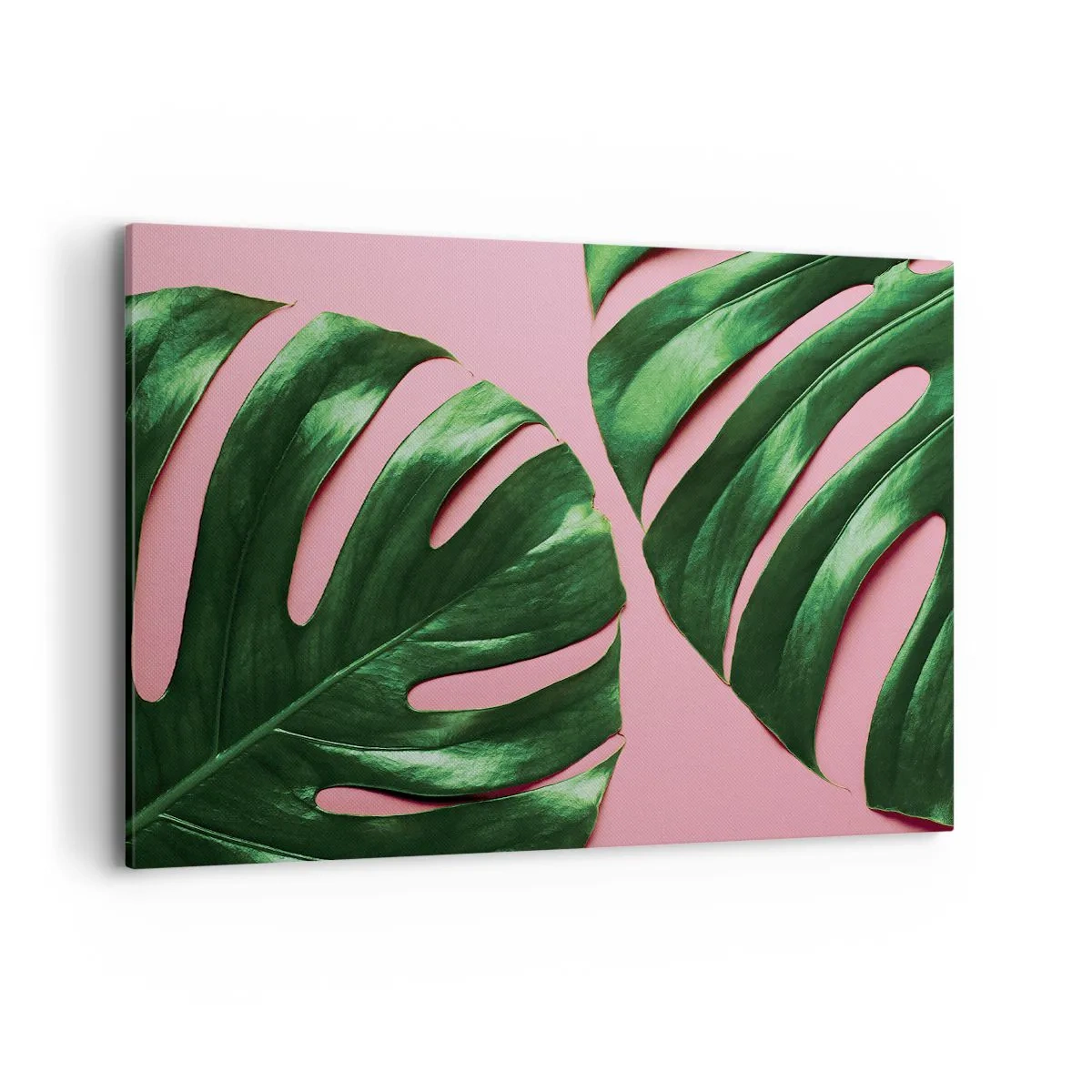 Cuadro sobre lienzo - Impresión de Imagen - Hojas de monstera verde sobre un fondo rosa - 100x70cm - Cita con el verde - Decoración de pared moderna para salón y dormitorio ARTTOR