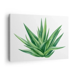 Cuadro sobre lienzo - Impresión de Imagen - Una planta verde jugosa sobre un fondo blanco. - 70x50cm - Verde - fuerza - vida - Decoración de pared moderna para salón y dormitorio ARTTOR