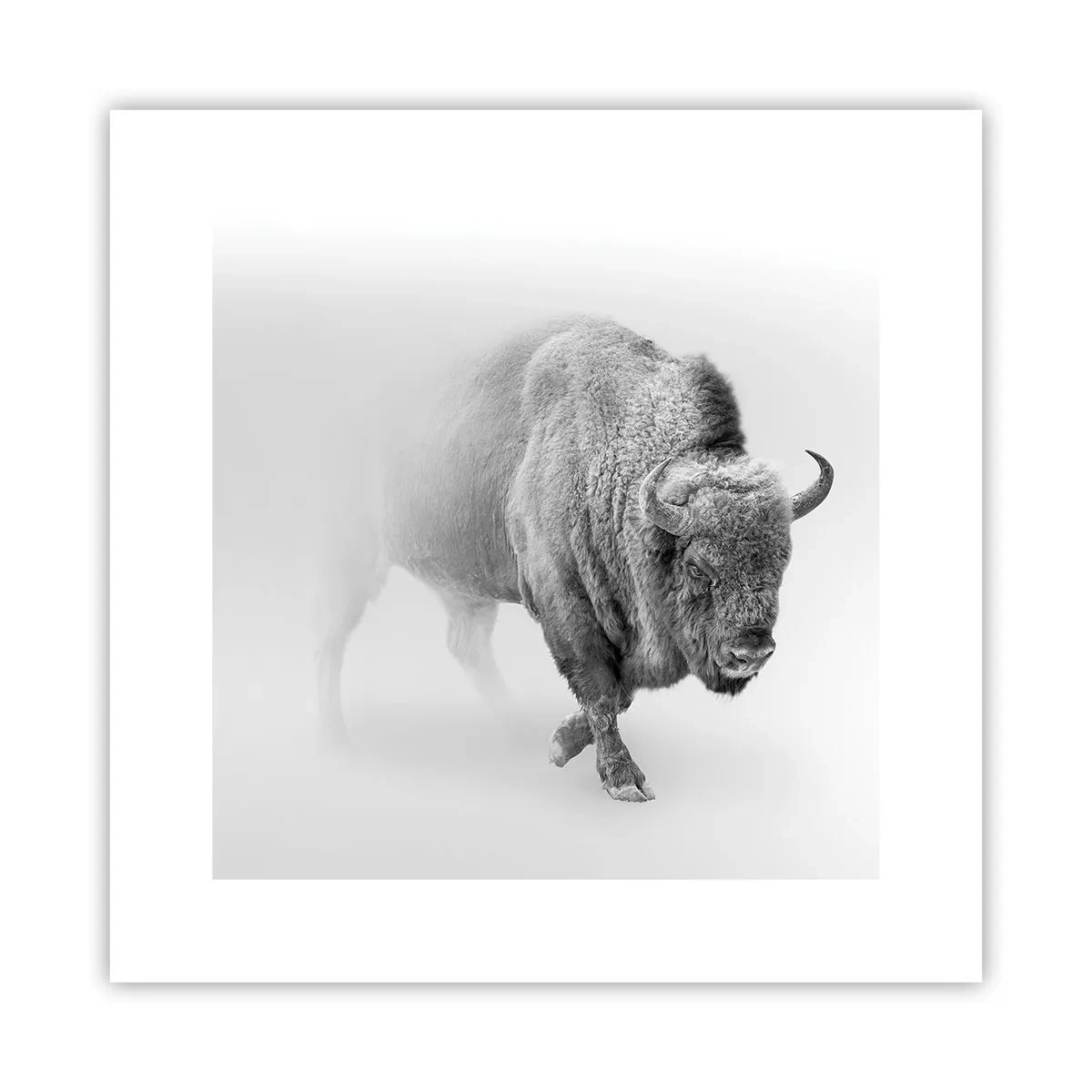 Póster - Rey de la pradera - 30x30 cm