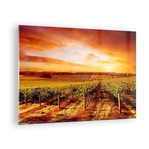 Cuadro sobre vidrio - Impresiones sobre Vidrio - Vides en un campo al atardecer - 70x50cm - Delicadamente afrutado con un toque de sol - Decoración de pared moderna para salón y dormitorio ARTTOR