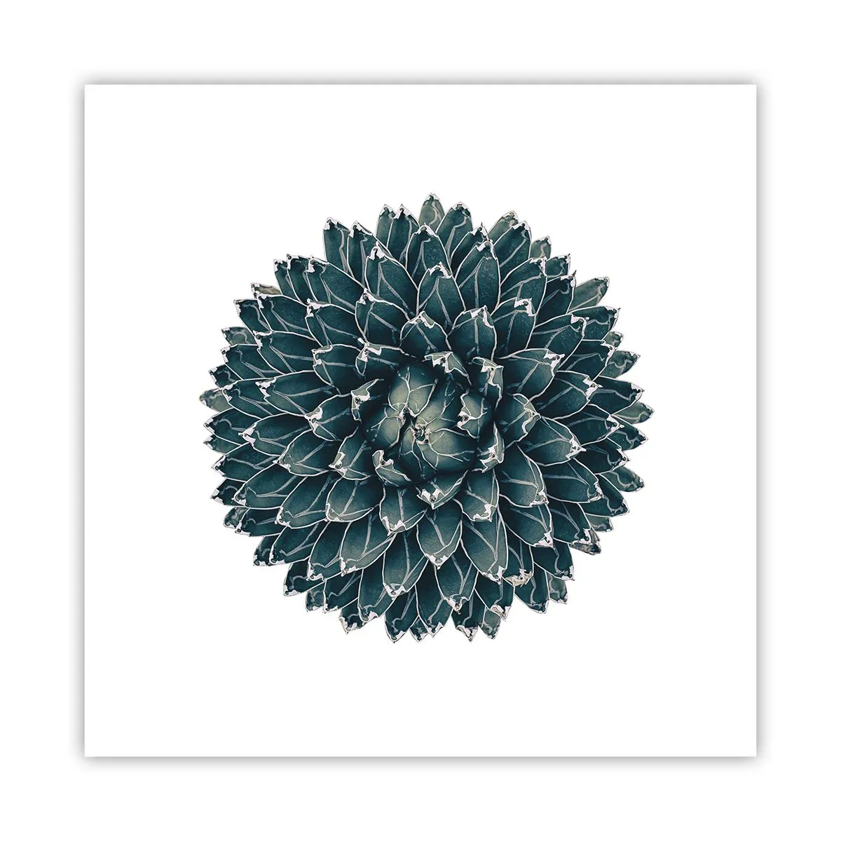 Póster - Estrella del desierto - 40x40 cm