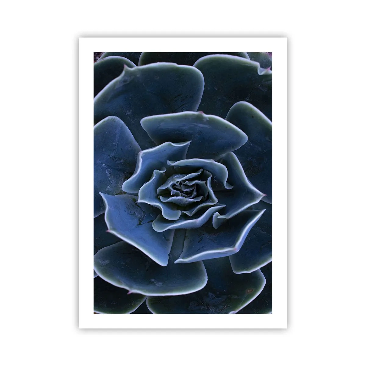 Póster - Primer plano artístico de un patrón geométrico suculento - 50x70cm - Flor del desierto - Decoración de pared moderna para salón y dormitorio ARTTOR