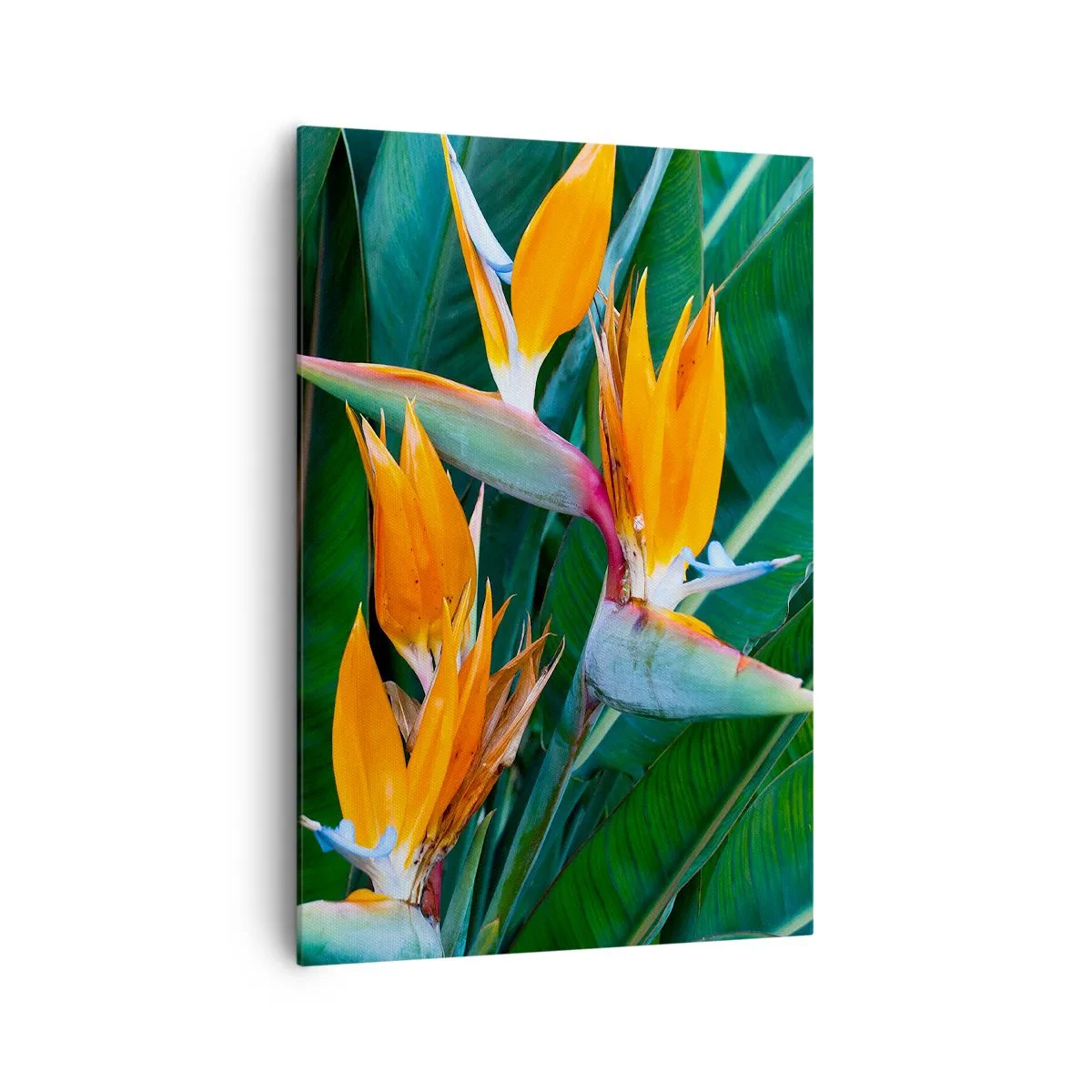 Cuadro sobre lienzo - Impresión de Imagen - Flores exóticas de strelitzia rodeadas de hojas verdes. - 70x100cm - ¿Es una flor o es un pájaro? - Decoración de pared moderna para salón y dormitorio ARTTOR