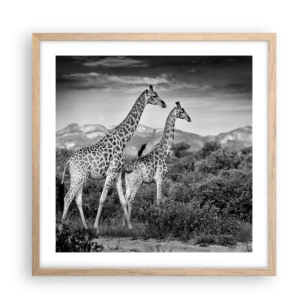 Póster en marco roble claro - La clase alta de África - 50x50 cm
