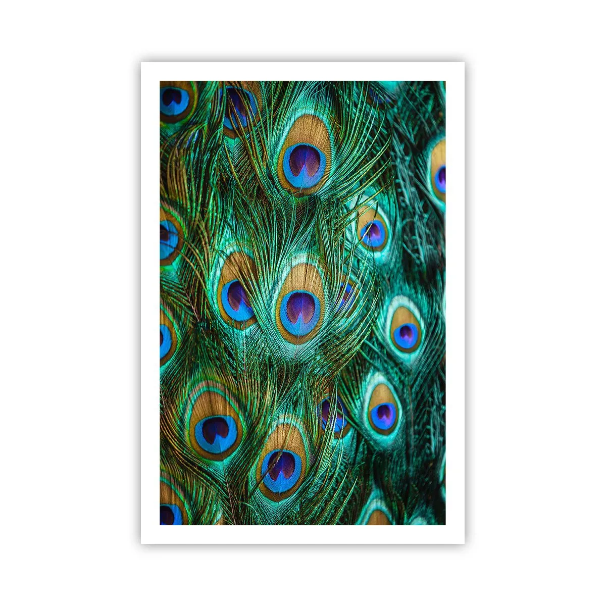 Póster - Mirada de pavo real - 61x91 cm