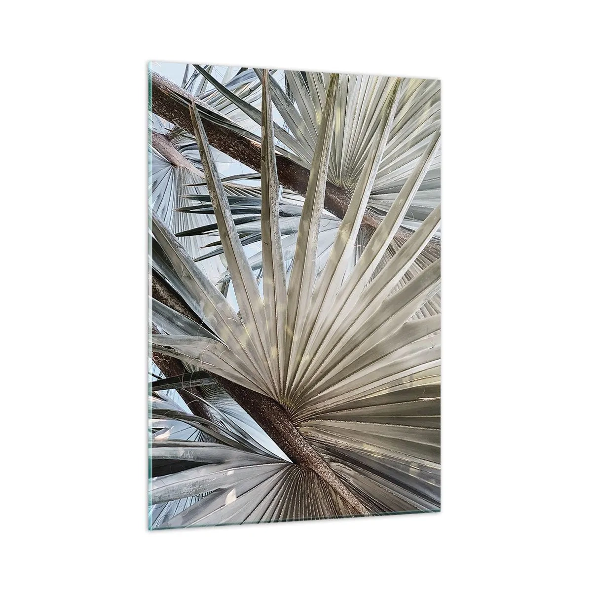 Cuadro sobre vidrio - Impresiones sobre Vidrio - Hojas de palma a plena luz del día - 50x70cm - Abanicos en el trópico - Decoración de pared moderna para salón y dormitorio ARTTOR