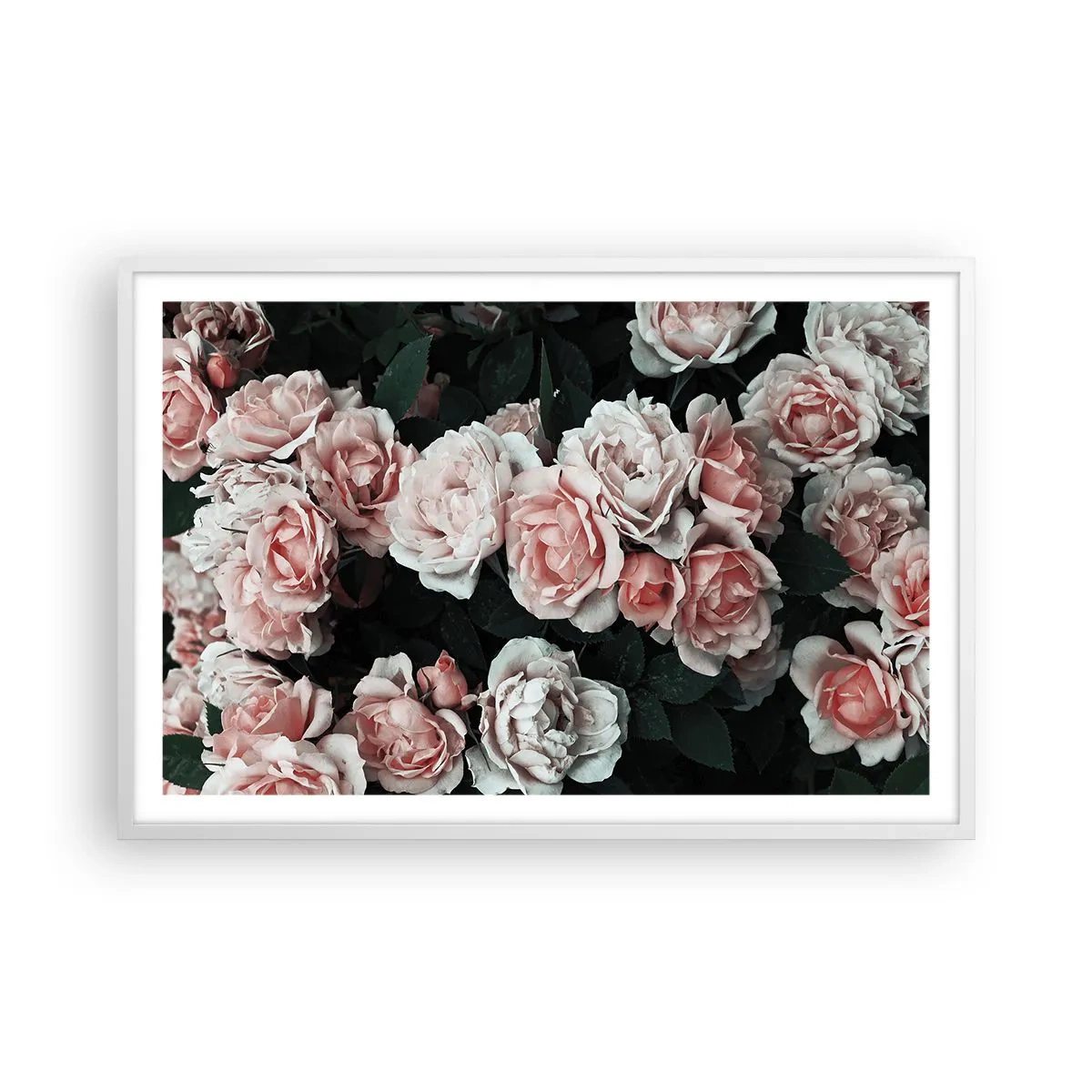Póster en marco blanco - Conjunto de rosas - 91x61 cm