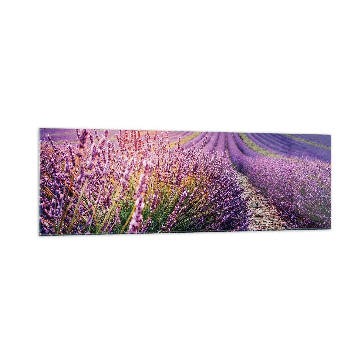 Cuadro sobre vidrio - Impresiones sobre Vidrio - Campo de lavanda al atardecer - 160x50cm - Pradera fragante - Decoración de pared moderna para salón y dormitorio ARTTOR