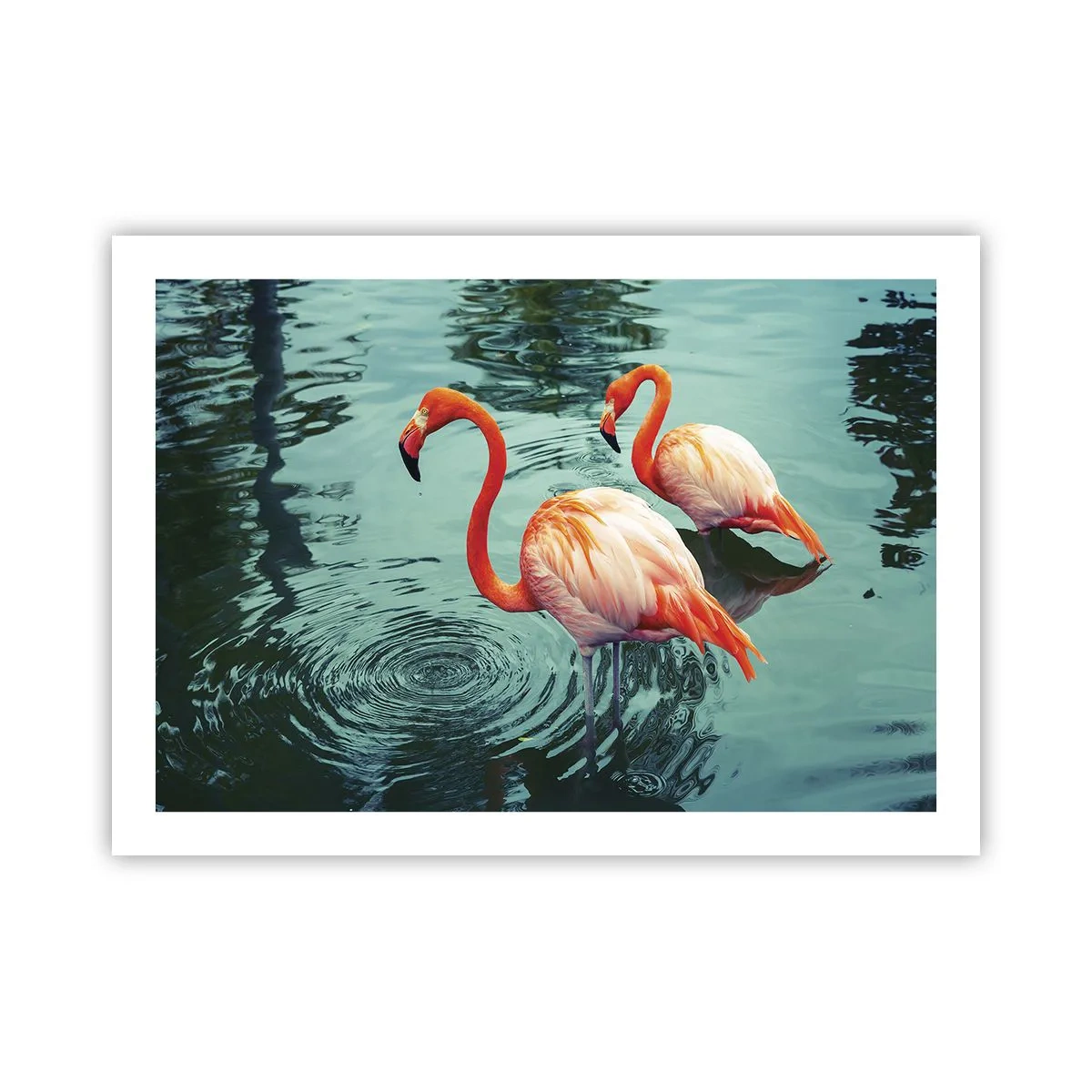 Póster - Estamos de moda - 70x50 cm