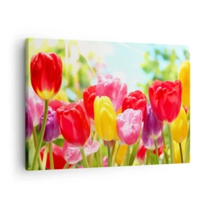 Cuadro sobre lienzo - Impresión de Imagen - Tulipanes coloridos en plena floración sobre un fondo primaveral. - 70x50cm - Somos nosotros, ¡los colores de mayo! - Decoración de pared moderna para salón y dormitorio ARTTOR