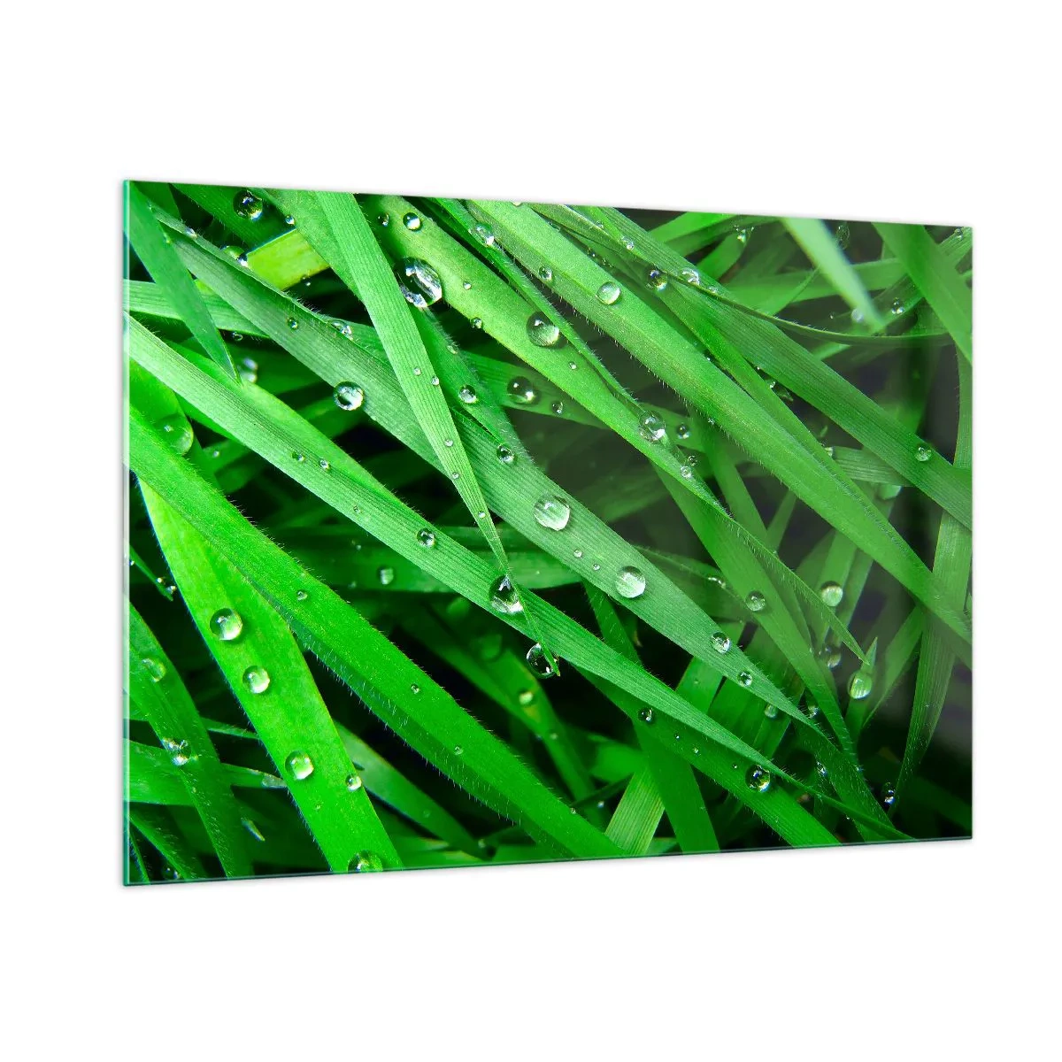Cuadro sobre vidrio - Impresiones sobre Vidrio - Hojas verdes de hierba con gotas de rocío - 100x70cm - Jugar al verde - Decoración de pared moderna para salón y dormitorio ARTTOR