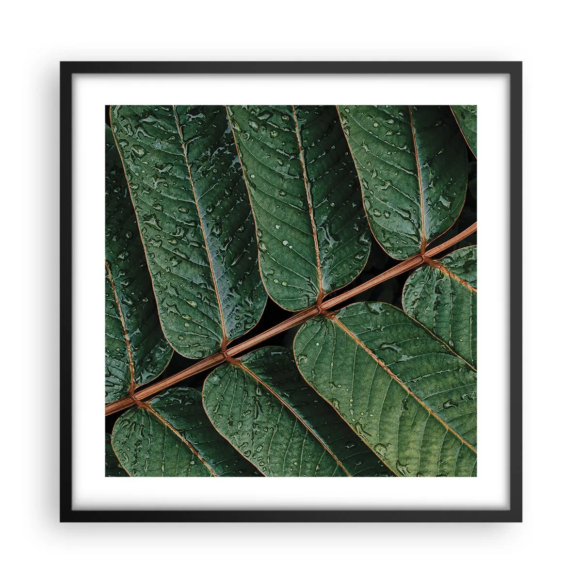 Póster en marco negro - En un ritmo verde - 50x50 cm