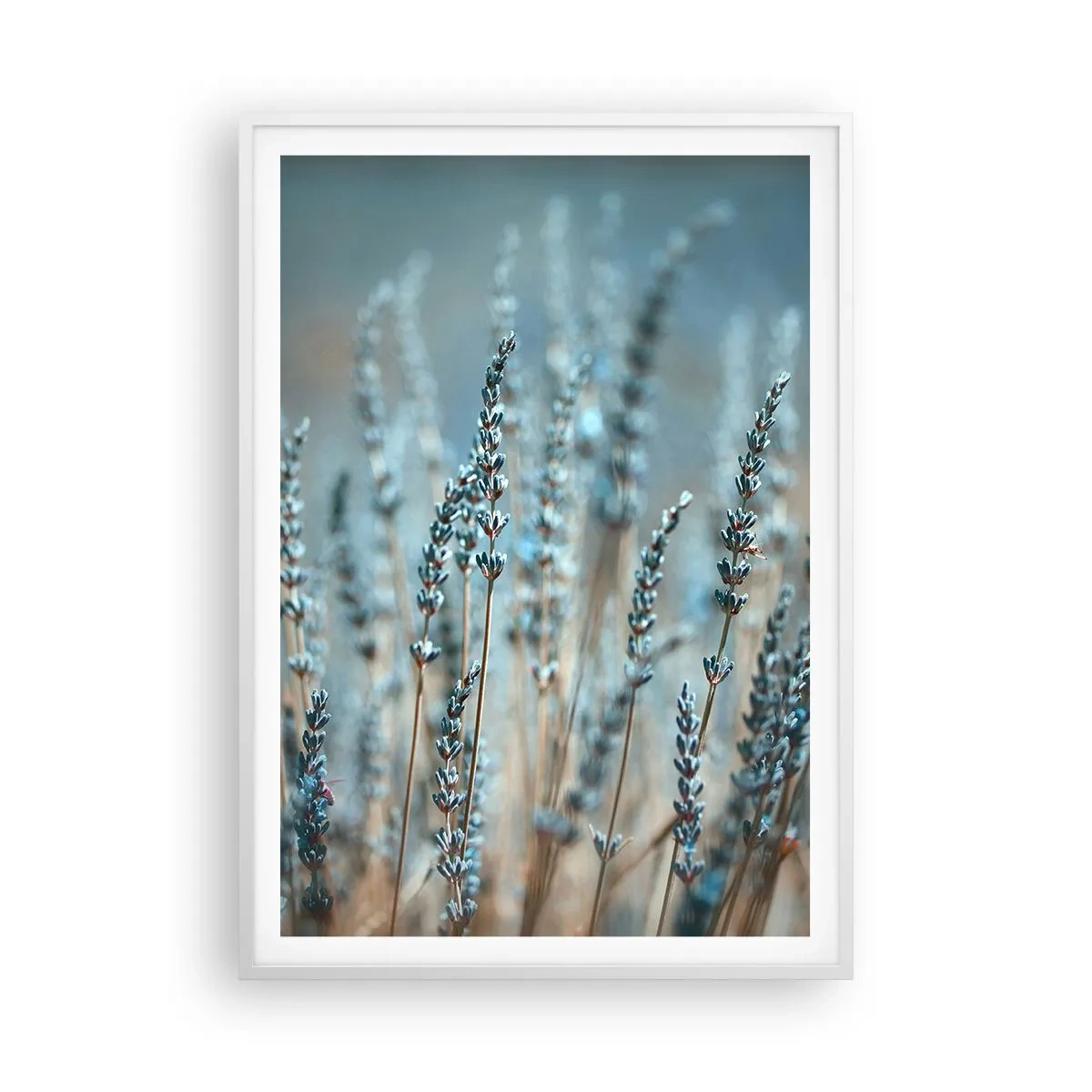 Póster en marco blanco - Fragante pasto - 70x100 cm