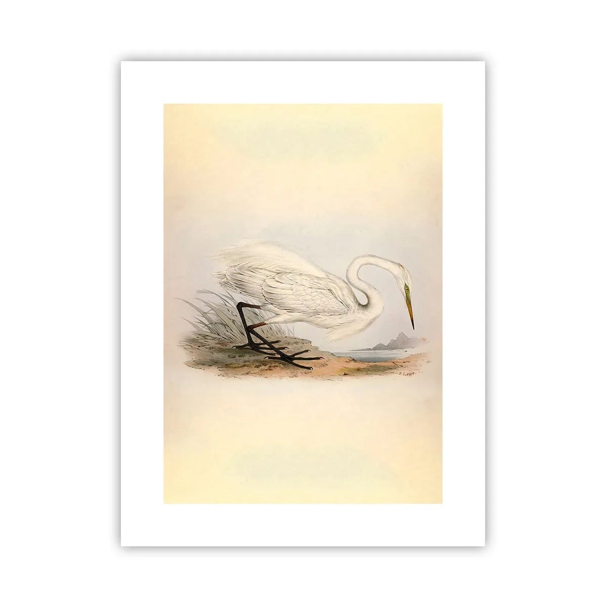 Póster - Dama de los juncos - 30x40 cm