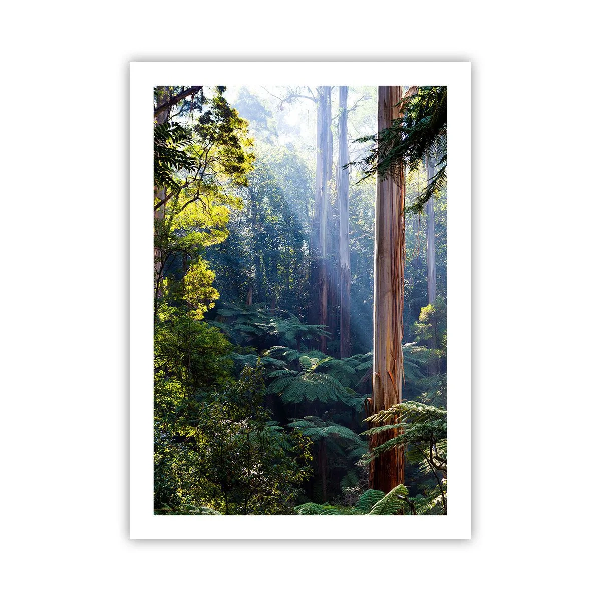 Póster - Selva tropical iluminada por la luz del sol - 50x70cm - Un cuento de hadas del bosque - Decoración de pared moderna para salón y dormitorio ARTTOR