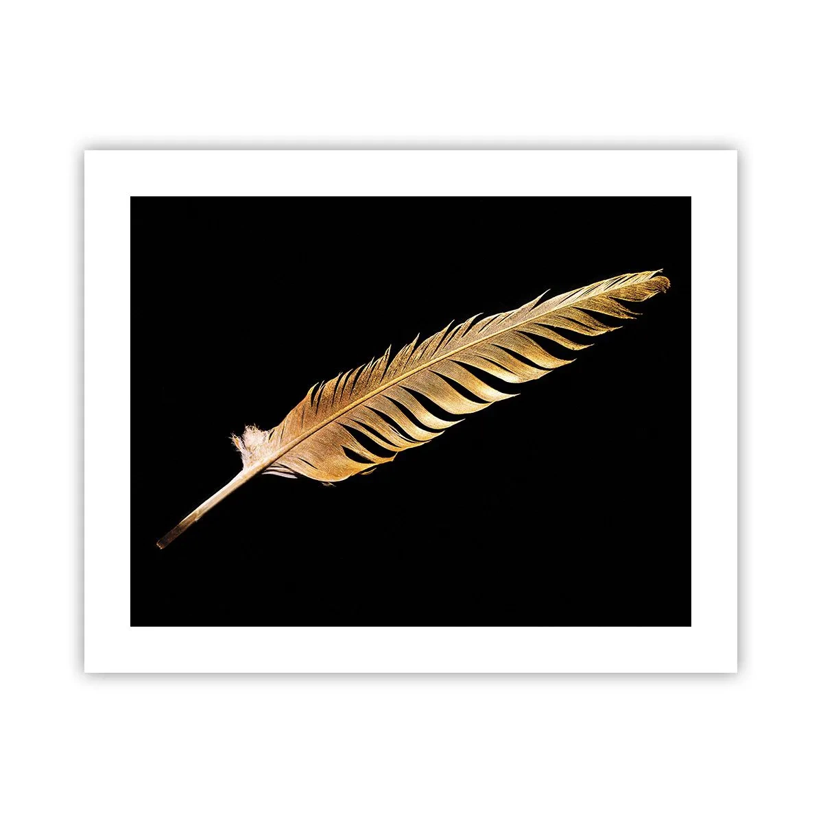 Póster - Pluma de alta calidad - 50x40 cm