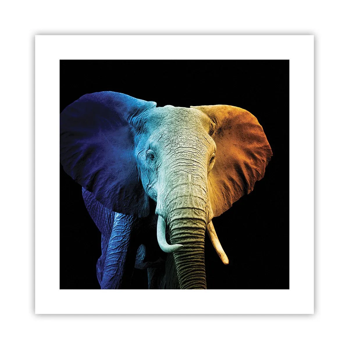 Póster - Excéntrico, no un bicho raro - 40x40 cm