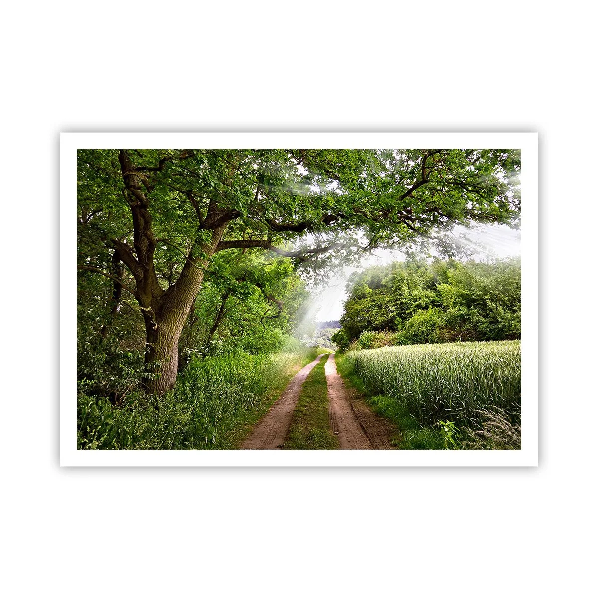 Póster - Un camino de tierra entre árboles verdes y luz solar. - 100x70cm - Ensueño - Decoración de pared moderna para salón y dormitorio ARTTOR