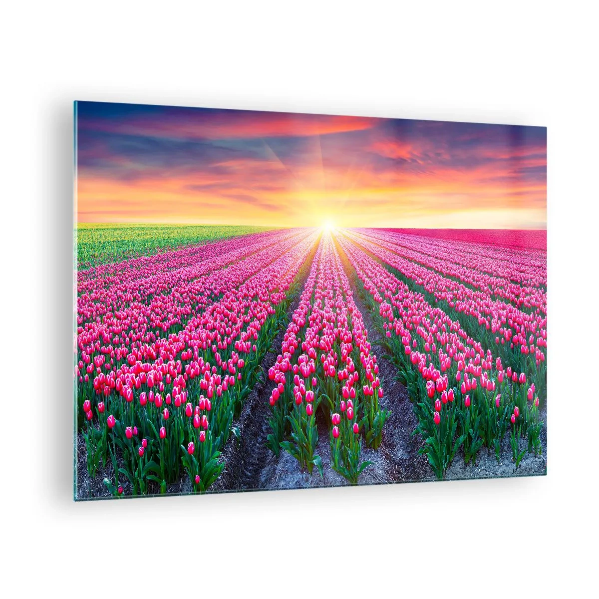 Cuadro sobre vidrio - Impresiones sobre Vidrio - Un campo de tulipanes rosados bajo los rayos del sol poniente. - 70x50cm - Granja de belleza - Decoración de pared moderna para salón y dormitorio ARTTOR