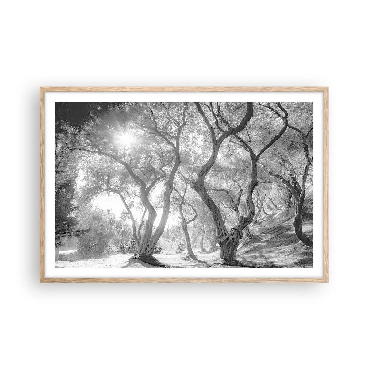 Póster en marco roble claro - En un olivar - 91x61 cm