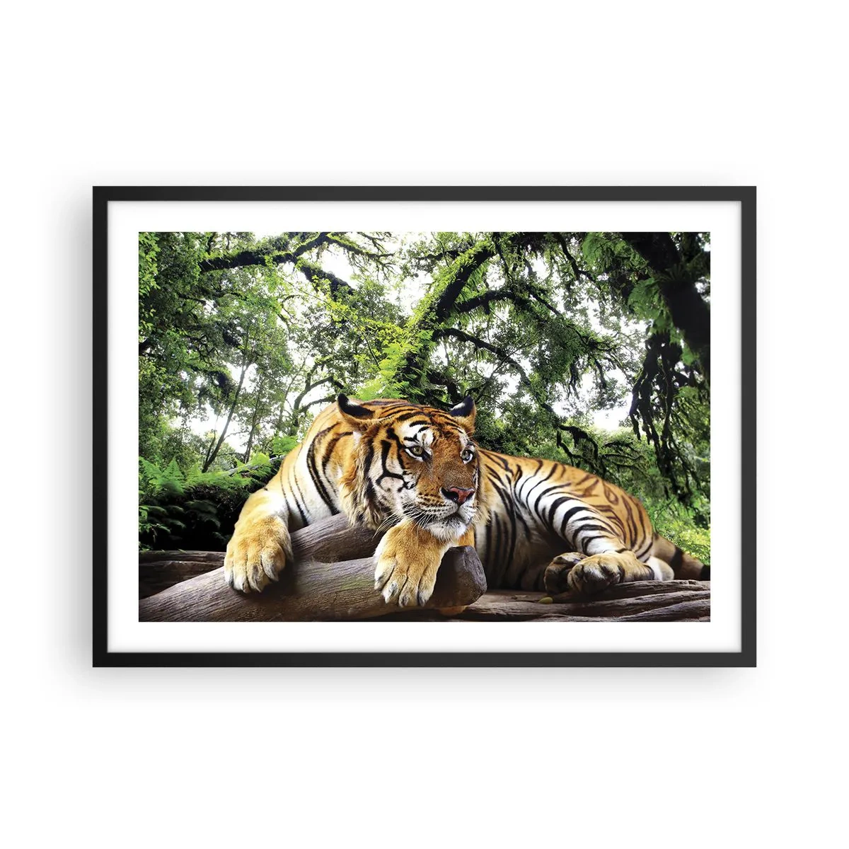 Póster en marco negro - Un tigre descansando en un bosque tropical. - 70x50cm - Atentamente - Decoración de pared moderna para salón y dormitorio ARTTOR