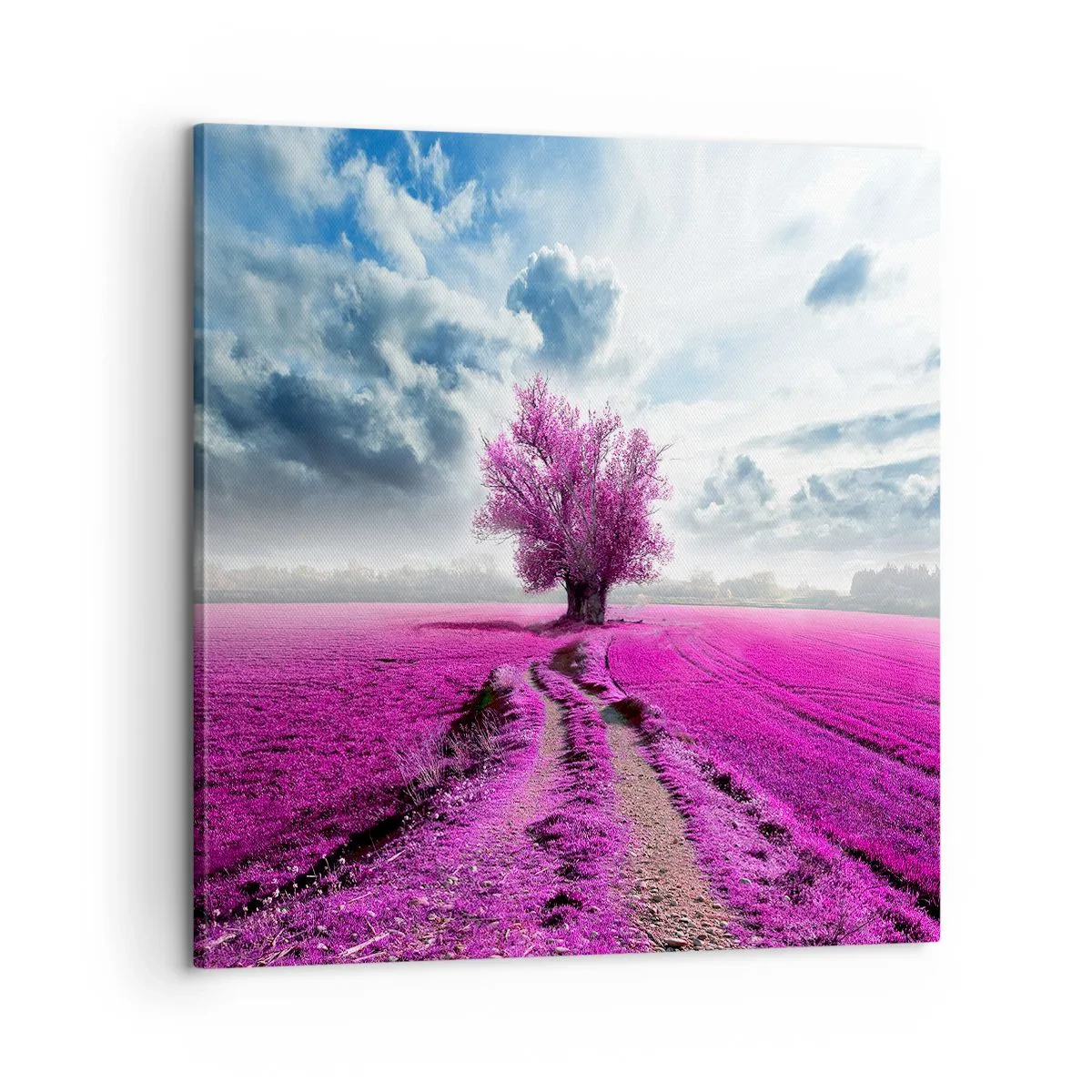 Cuadro sobre lienzo - Impresión de Imagen - El brezal - un encanto - 60x60 cm
