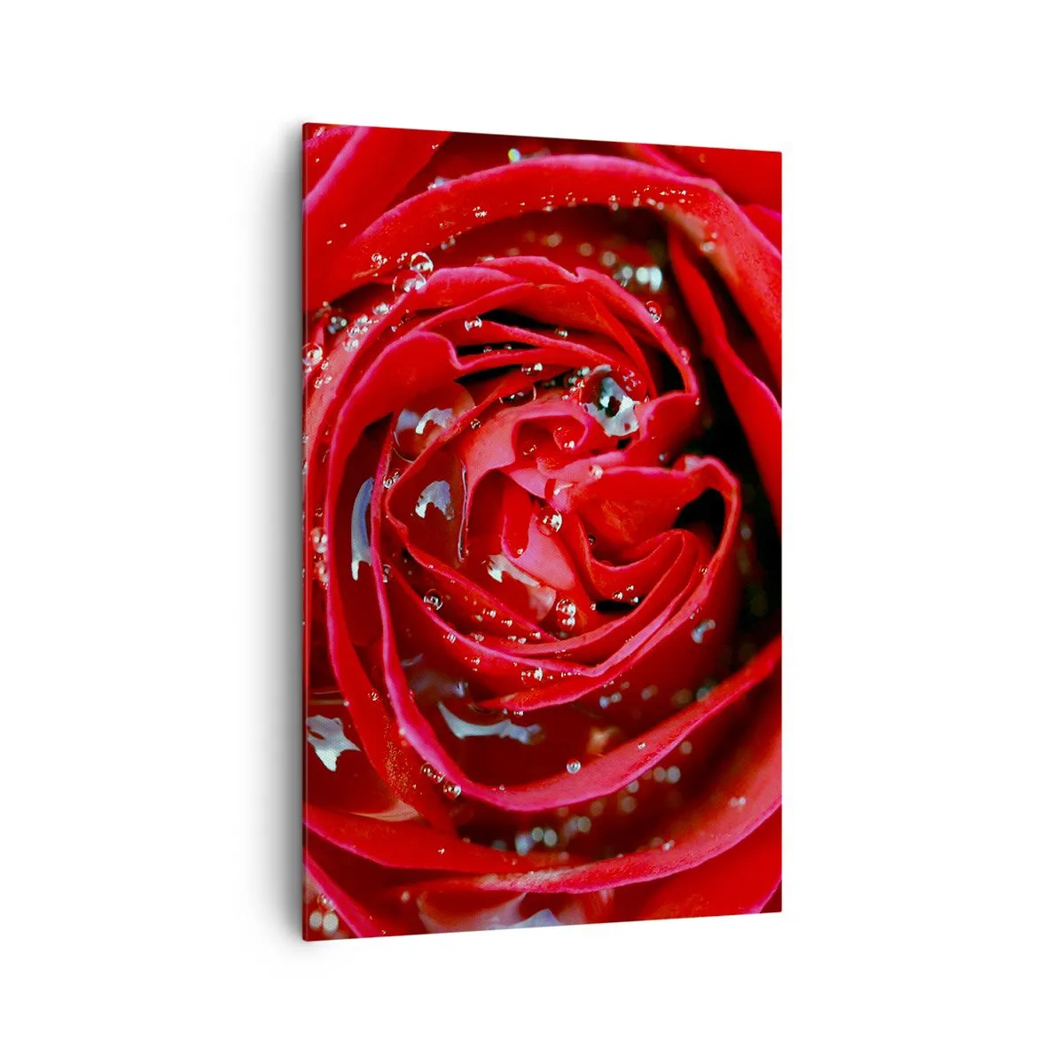 Cuadro sobre lienzo - Impresión de Imagen - Primer plano de una rosa roja con gotas de agua en los pétalos. - 80x120cm - En gotas de rocío - Decoración de pared moderna para salón y dormitorio ARTTOR