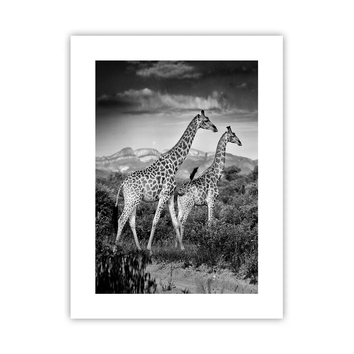 Póster - La clase alta de África - 30x40 cm