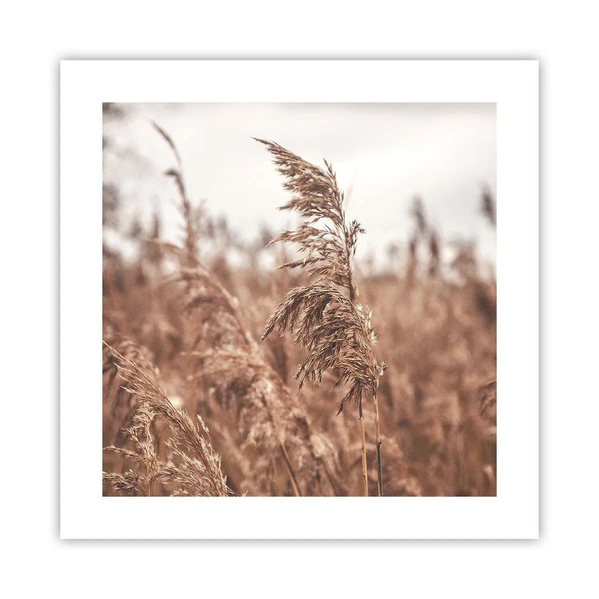 Póster - El otoño ya está en los campos - 40x40 cm