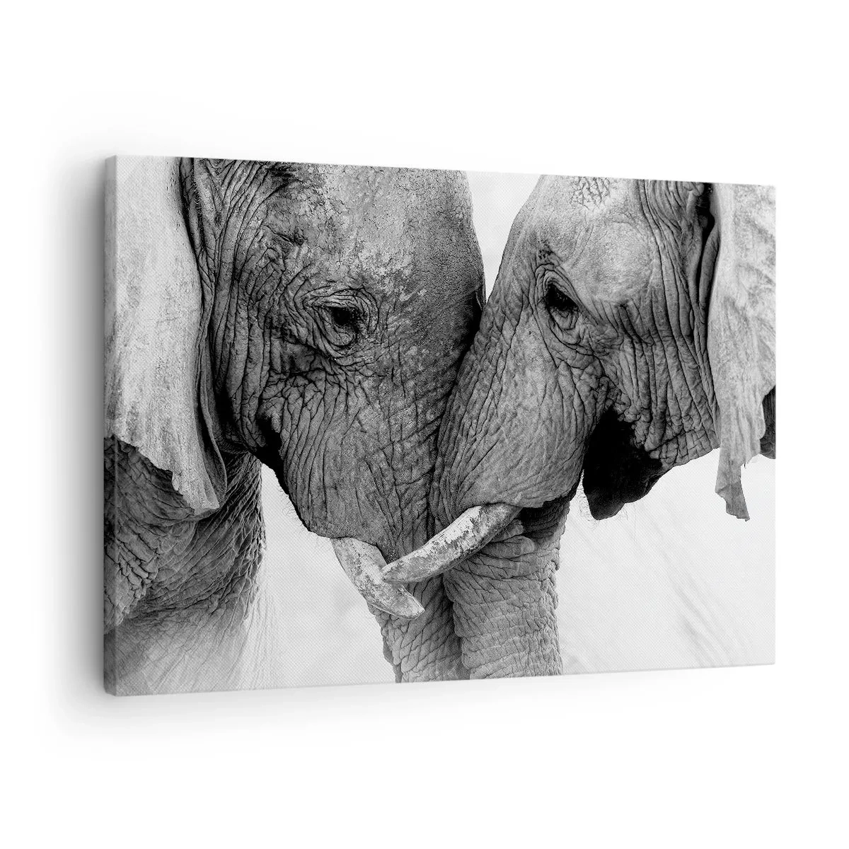 Cuadro sobre lienzo - Impresión de Imagen - Dos elefantes en un gesto tierno sobre un fondo monocromático. - 70x50cm - Una confesión sincera - Decoración de pared moderna para salón y dormitorio ARTTOR