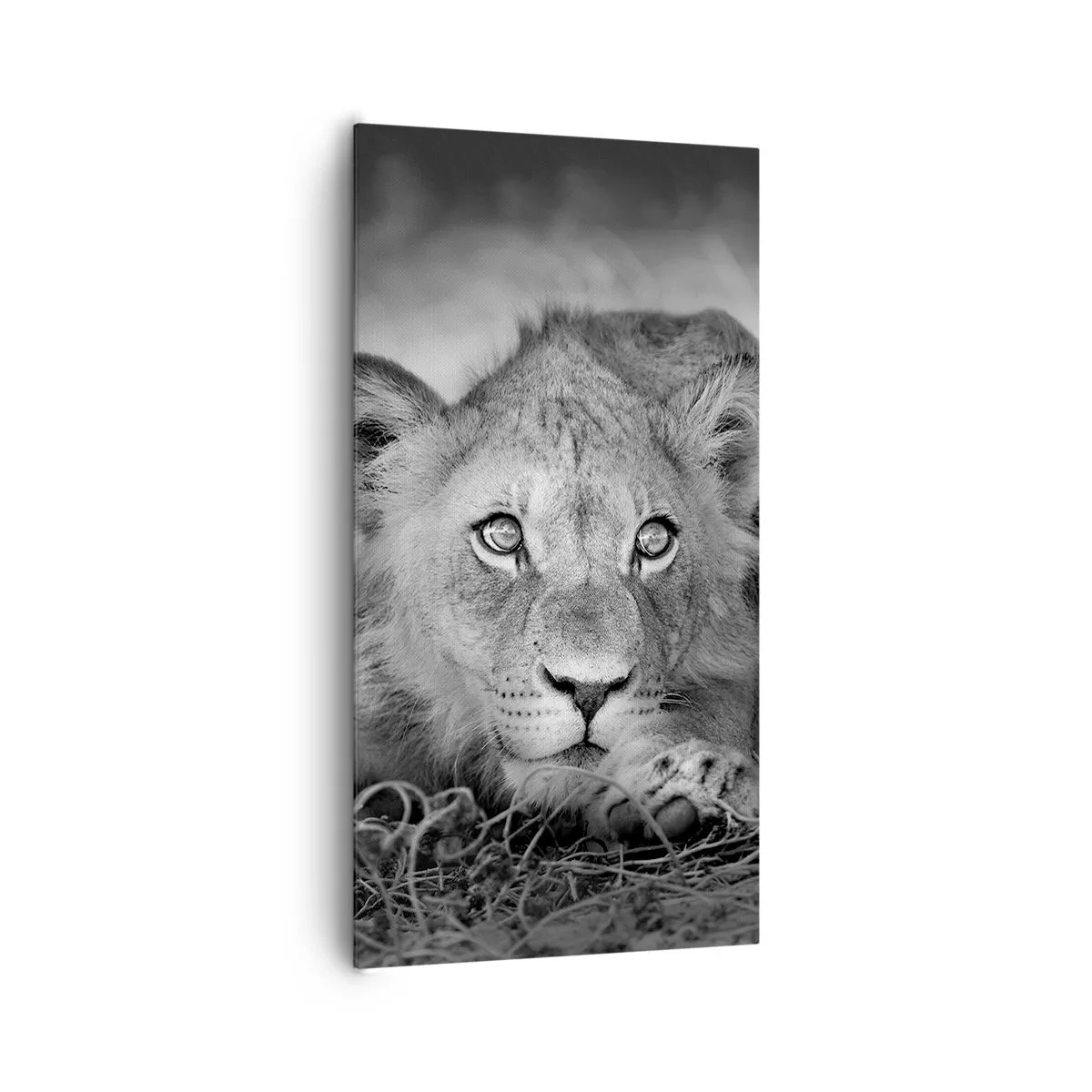 Cuadro sobre lienzo - Impresión de Imagen - Un cachorro real - 65x120 cm