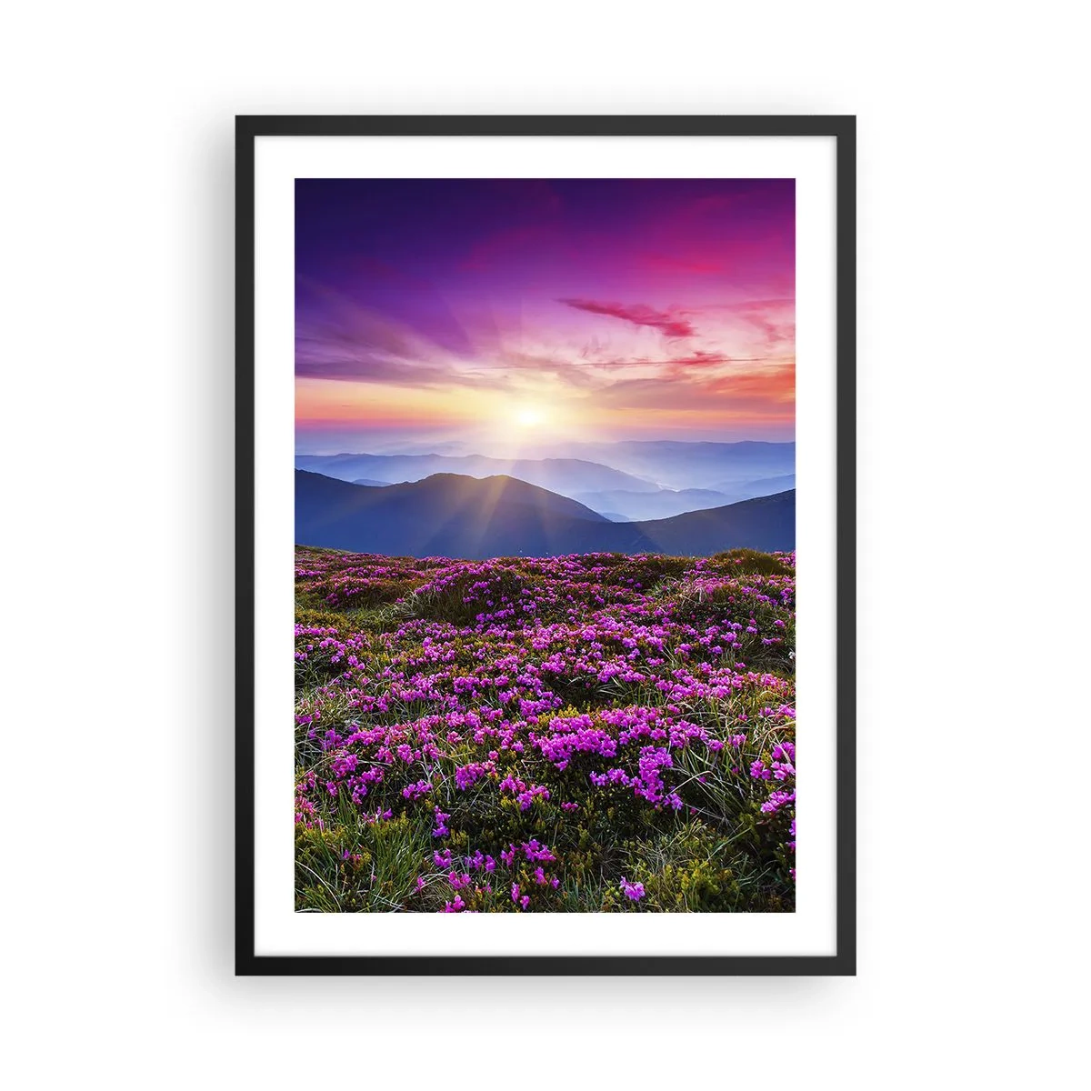 Póster en marco negro - Un campo de flores violetas en las montañas al atardecer. - 50x70cm - Dulce aroma a frescura - Decoración de pared moderna para salón y dormitorio ARTTOR