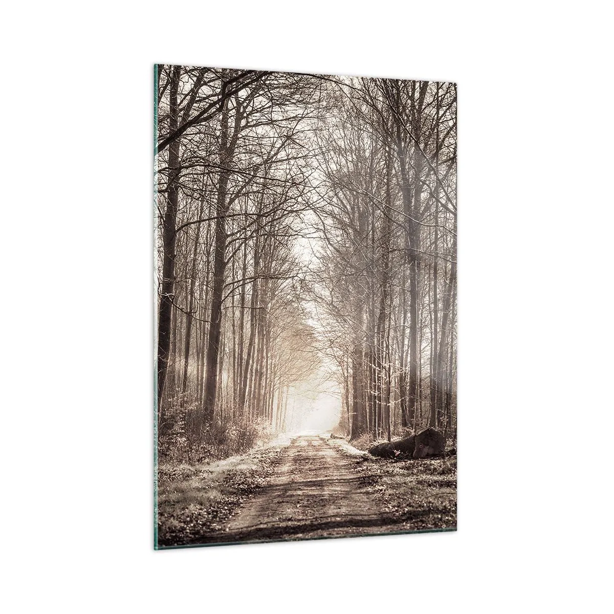 Cuadro sobre vidrio - Impresiones sobre Vidrio - Camino forestal en la niebla matutina - 50x70cm - La catedral del bosque - Decoración de pared moderna para salón y dormitorio ARTTOR