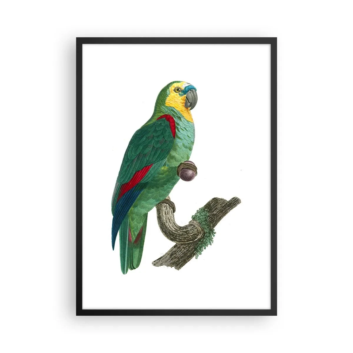 Póster en marco negro - Retrato de loro - 50x70cm - Retrato de un loro - Decoración de pared moderna para salón y dormitorio ARTTOR
