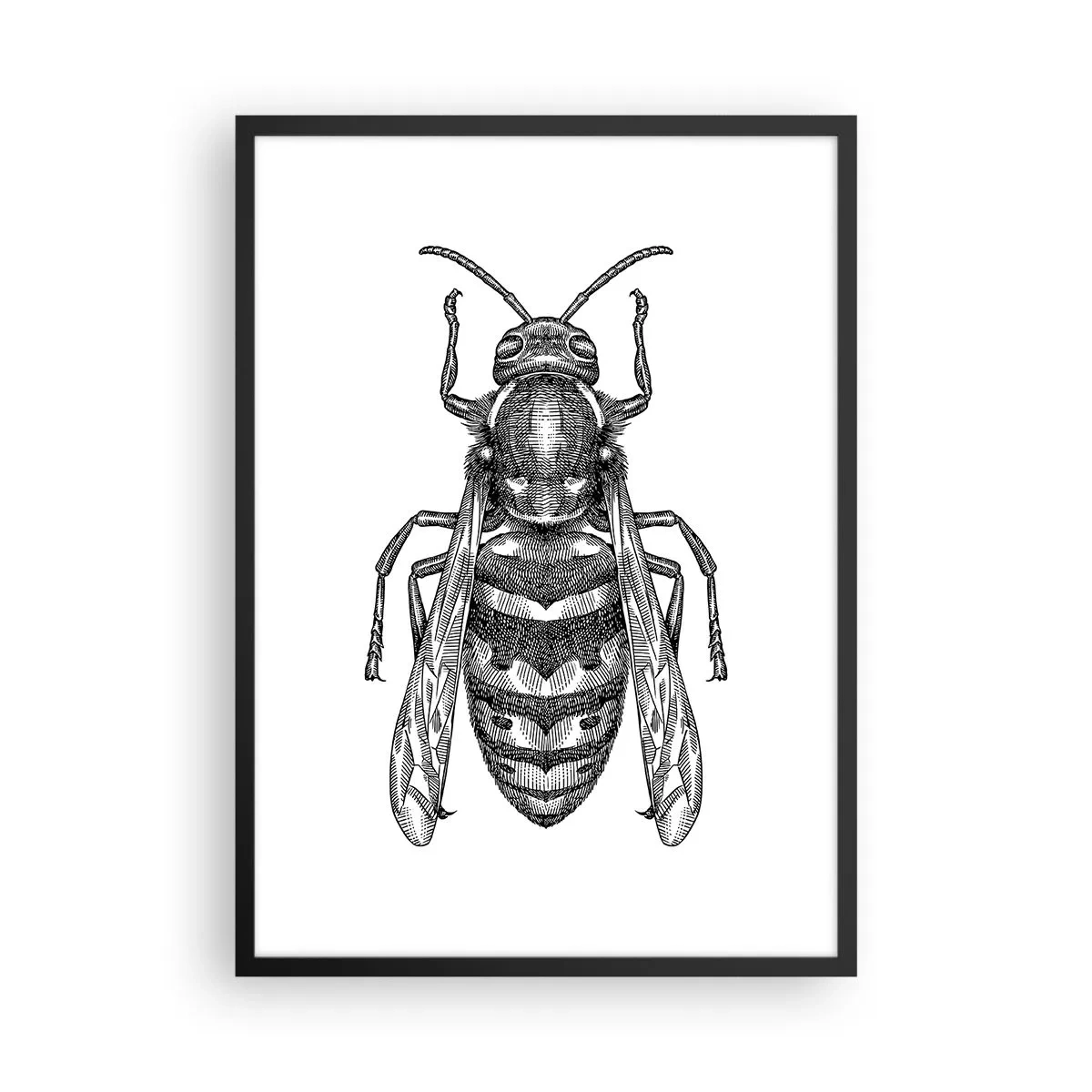 Póster en marco negro - Ilustración detallada de una avispa. - 50x70cm - Desde un planeta de insectos - Decoración de pared moderna para salón y dormitorio ARTTOR