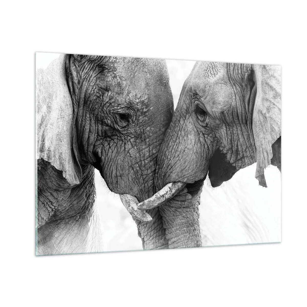 Cuadro sobre vidrio - Impresiones sobre Vidrio - Dos elefantes tocándose la frente en blanco y negro - 100x70cm - Una confesión sincera - Decoración de pared moderna para salón y dormitorio ARTTOR