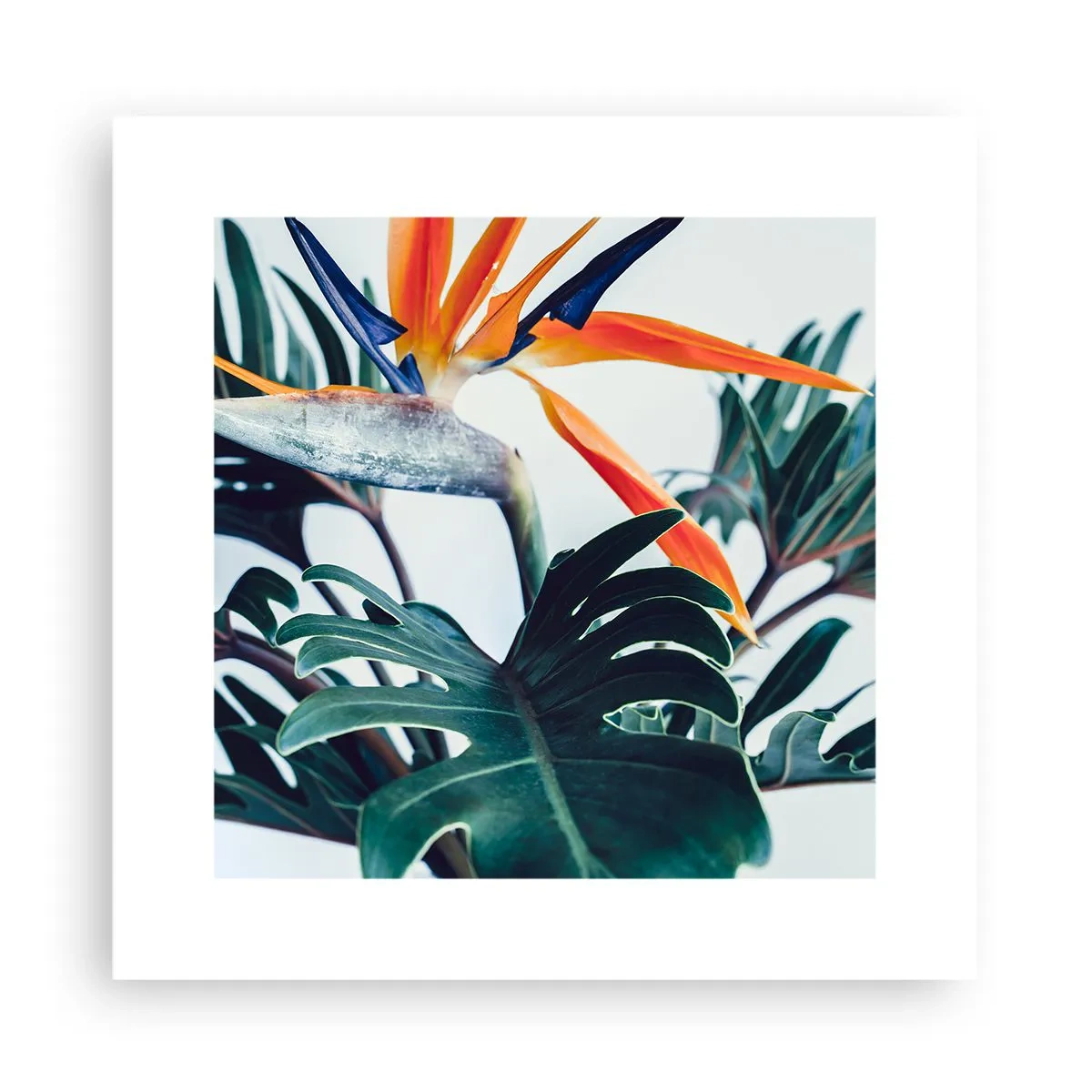 Póster - La jaula del pájaro colorido - 30x30 cm