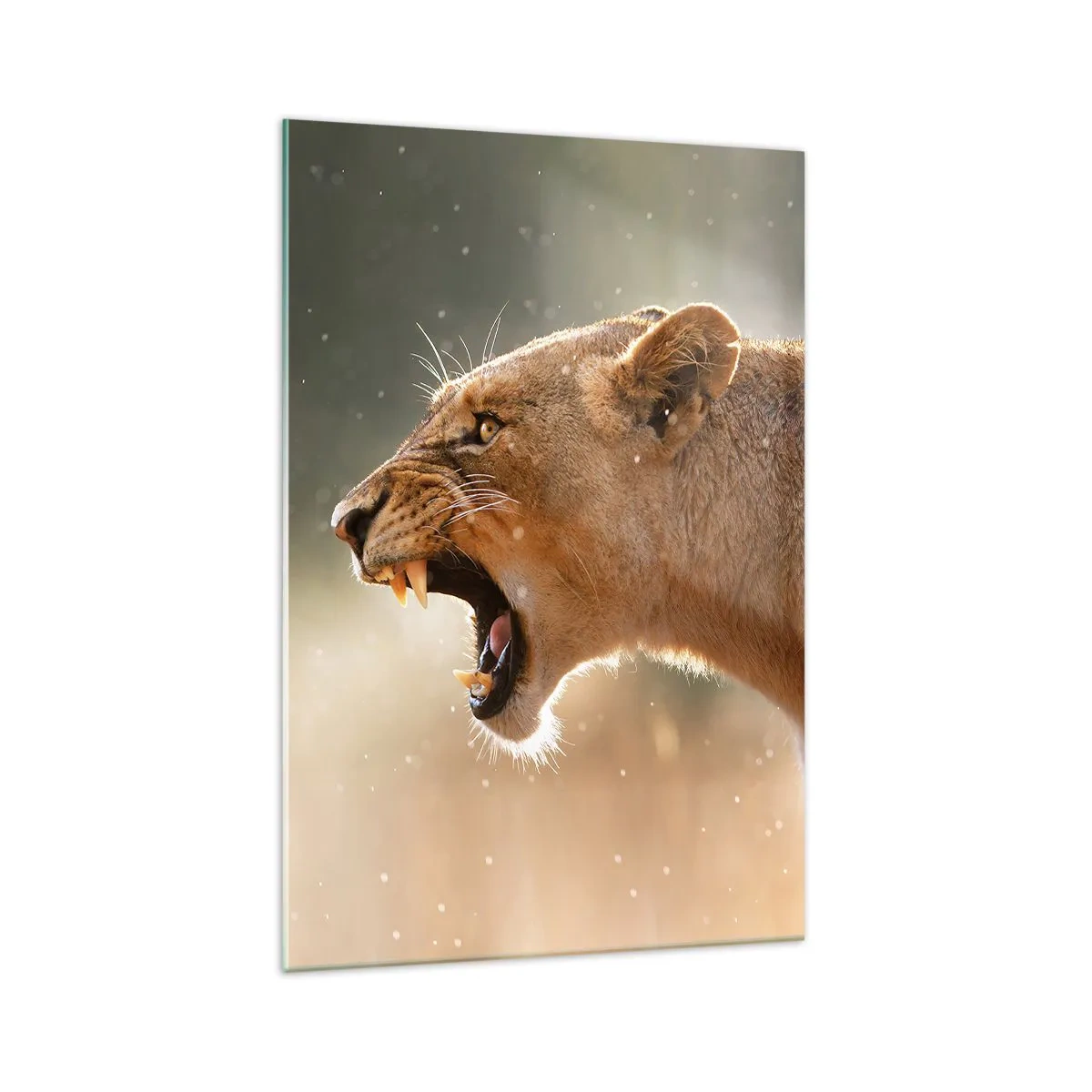 Cuadro sobre vidrio - Impresiones sobre Vidrio - Retrato de una leona rugiente bajo luz natural - 70x100cm - Silencio, es mi turno de palabra - Decoración de pared moderna para salón y dormitorio ARTTOR