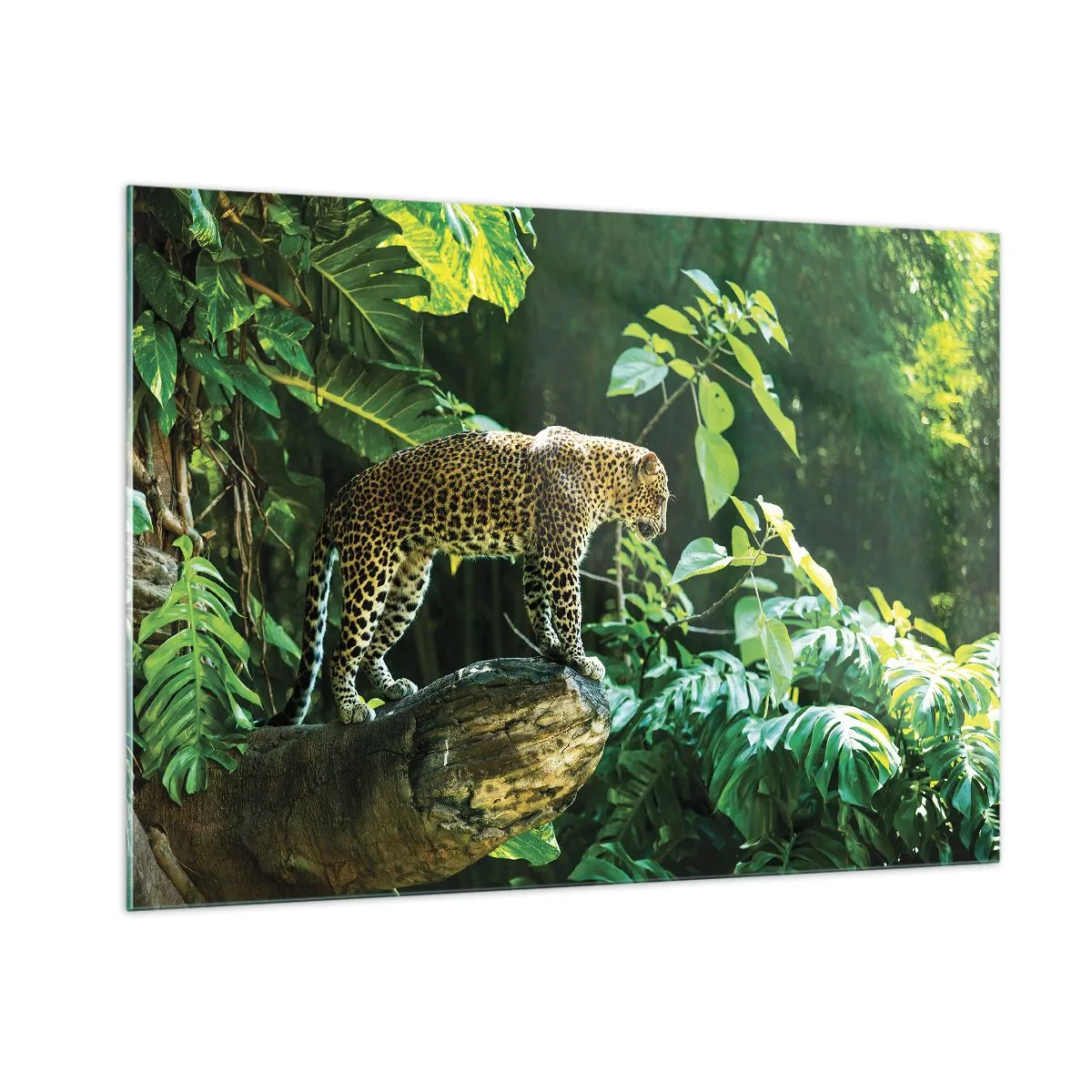 Cuadro sobre vidrio - Impresiones sobre Vidrio - Leopardo en una roca en la selva tropical - 100x70cm - ¿A la caza? - Decoración de pared moderna para salón y dormitorio ARTTOR