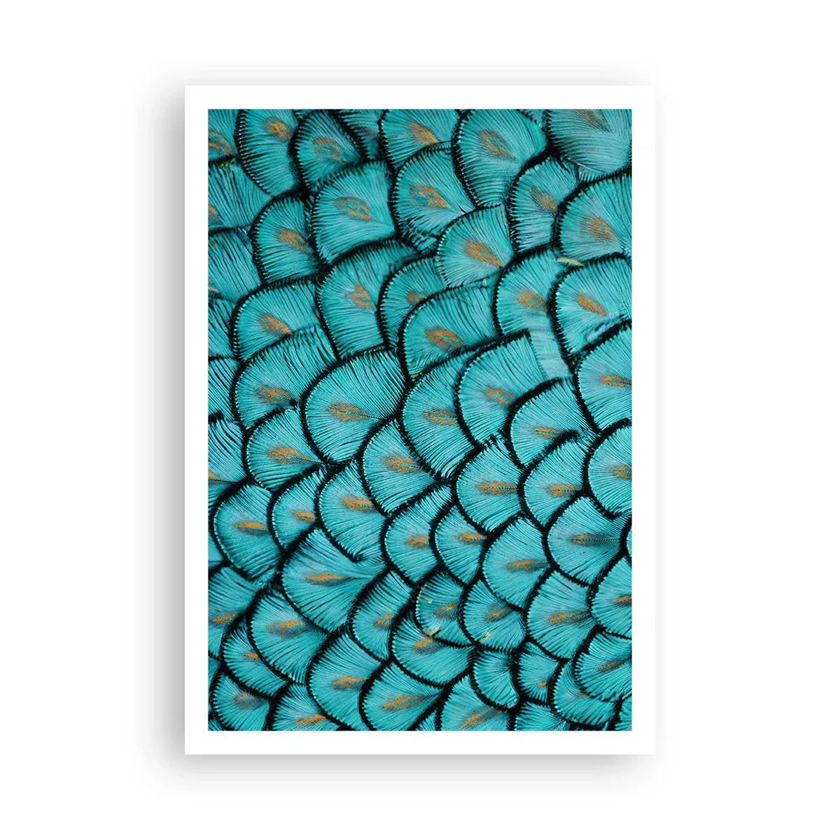 Póster - La gran gala de las plumas - 70x100 cm