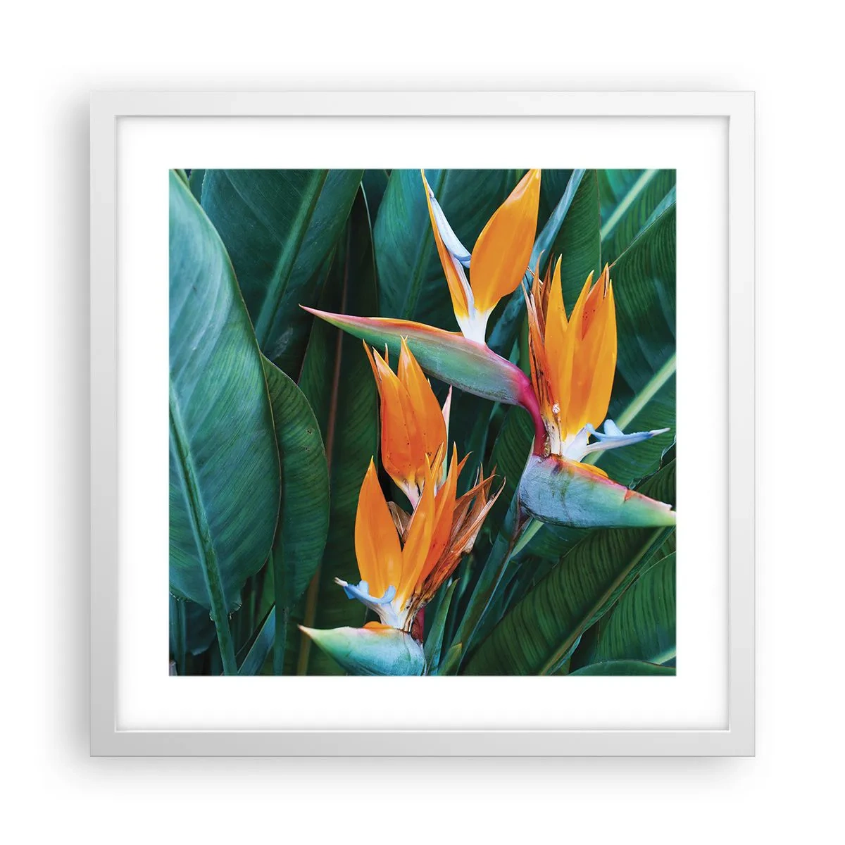 Póster en marco blanco - ¿Es una flor o es un pájaro? - 40x40 cm
