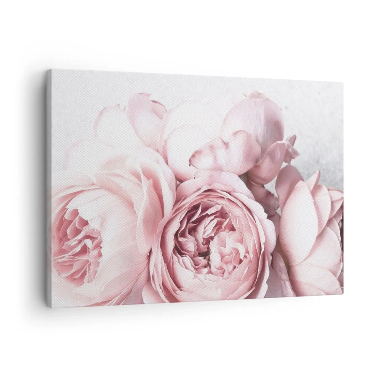 Cuadro sobre lienzo - Impresión de Imagen - Peonías rosas en una luz suave sobre un fondo claro. - 70x50cm - Para los románticos - Decoración de pared moderna para salón y dormitorio ARTTOR