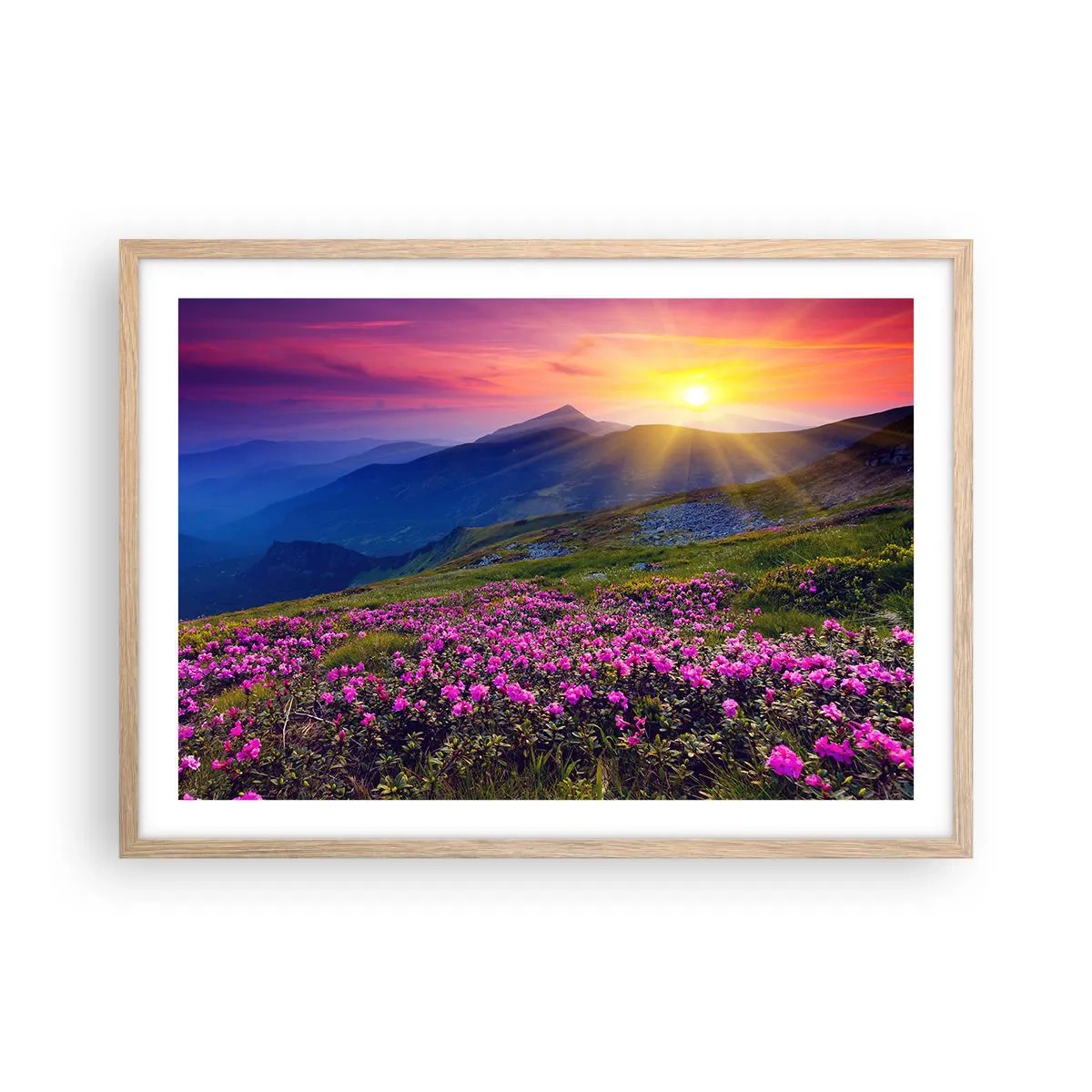 Póster en marco roble claro - ... Y el aroma a hierbas está por todas partes - 70x50 cm