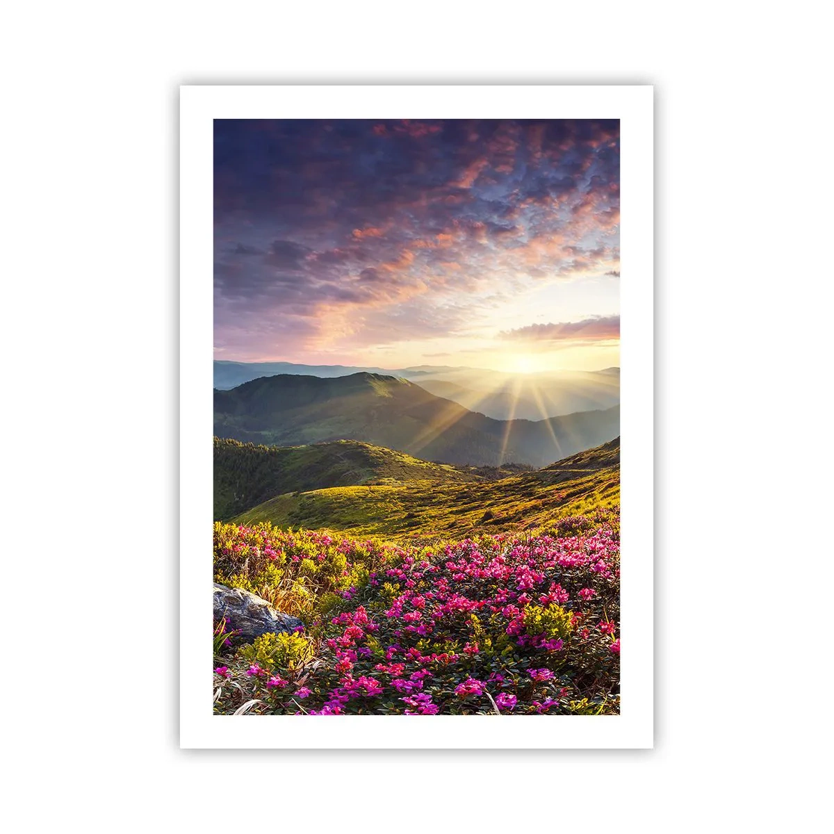 Póster - Flores en las montañas iluminadas por los rayos del sol poniente. - 50x70cm - La frescura de una mañana de montaña - Decoración de pared moderna para salón y dormitorio ARTTOR
