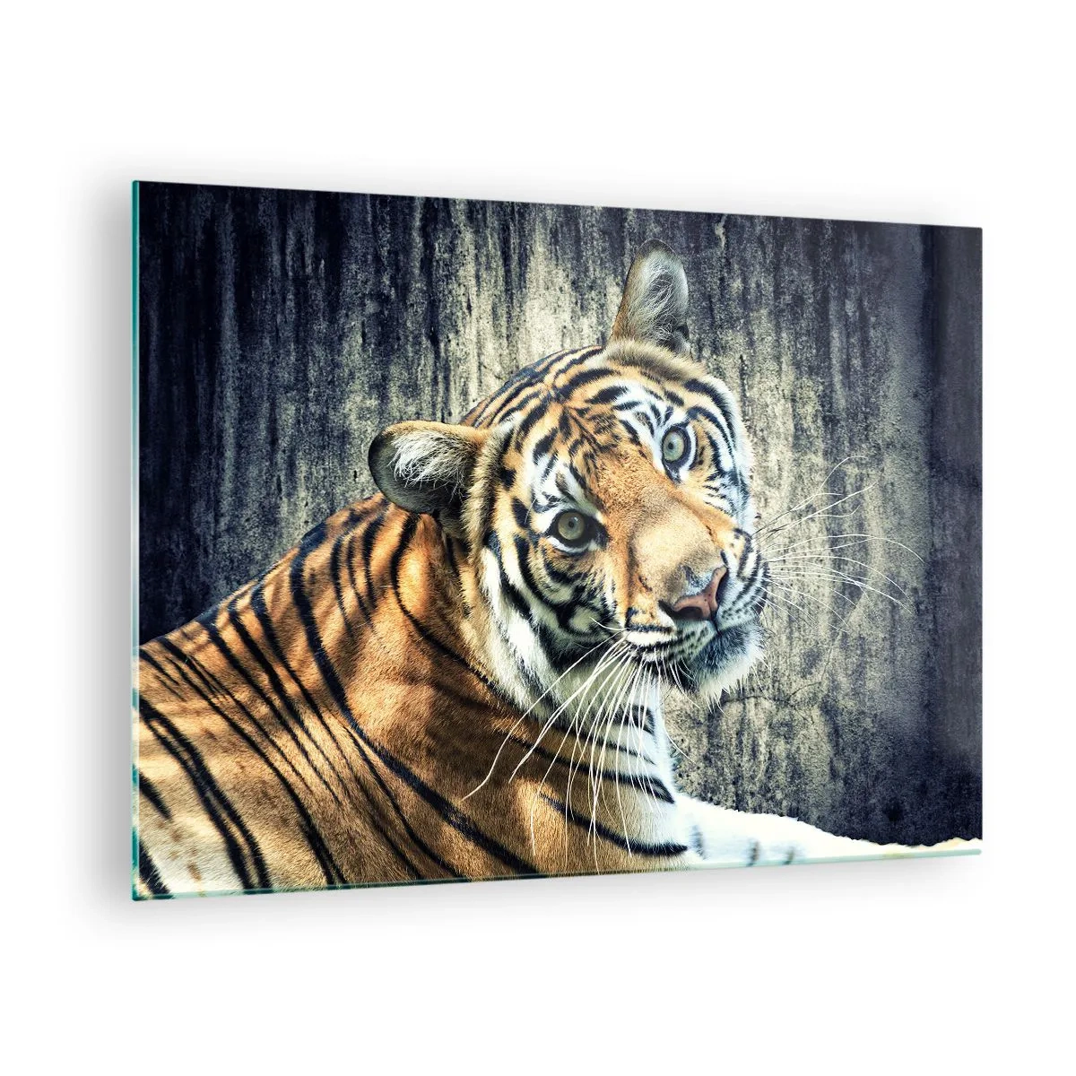 Cuadro sobre vidrio - Impresiones sobre Vidrio - Un tigre en pose natural frente a una pared sin pulir - 70x50cm - Retrato en corrientes de luz - Decoración de pared moderna para salón y dormitorio ARTTOR