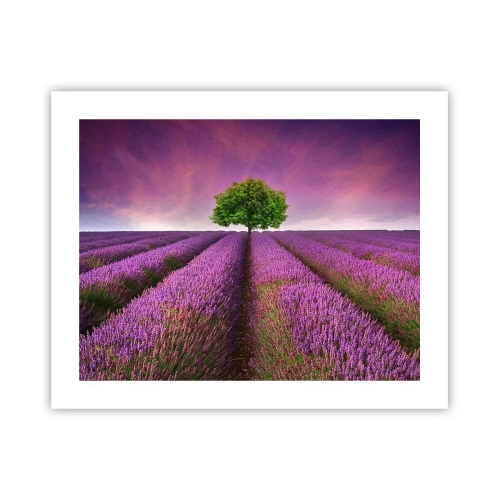 Póster - En los campos de lavanda - 50x40 cm