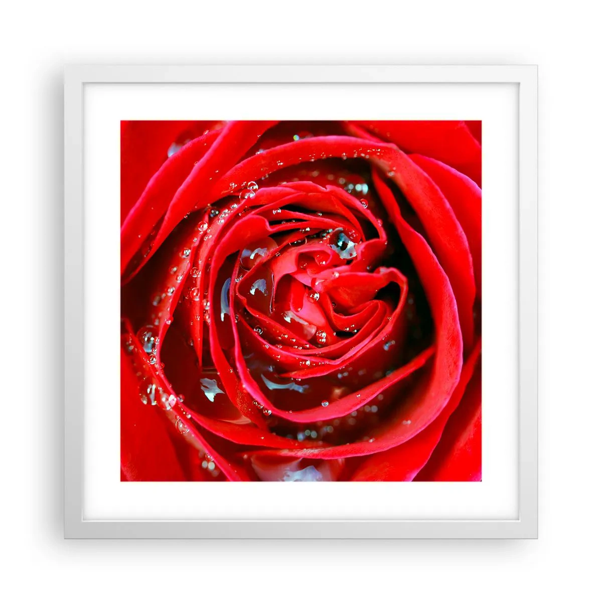 Póster en marco blanco - En gotas de rocío - 40x40 cm