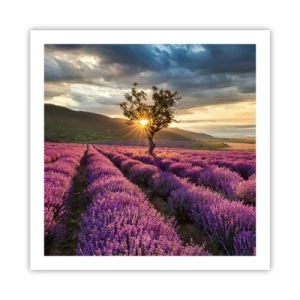 Póster - Aroma en lila - 60x60 cm